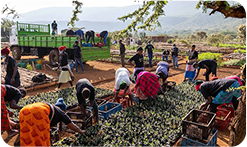 planting